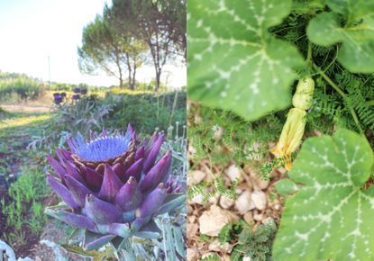 Potager
