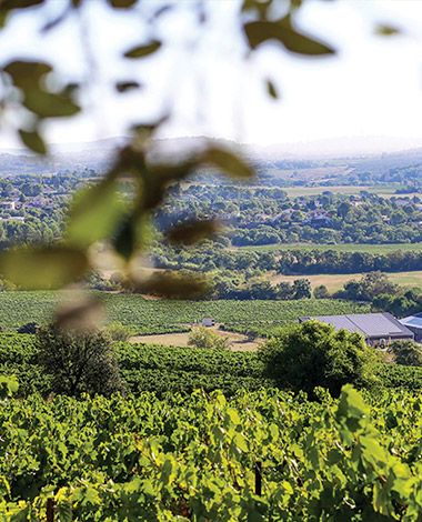 Vignes Des Deux Soleils